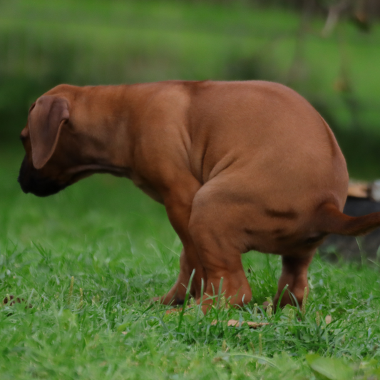 Durchfall bei Hunden: Ursachen, Symptome und naturheilkundliche Unterstützung