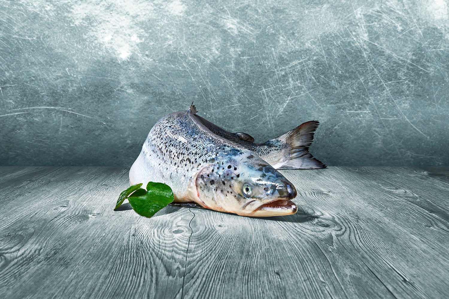 Lachs gewolft