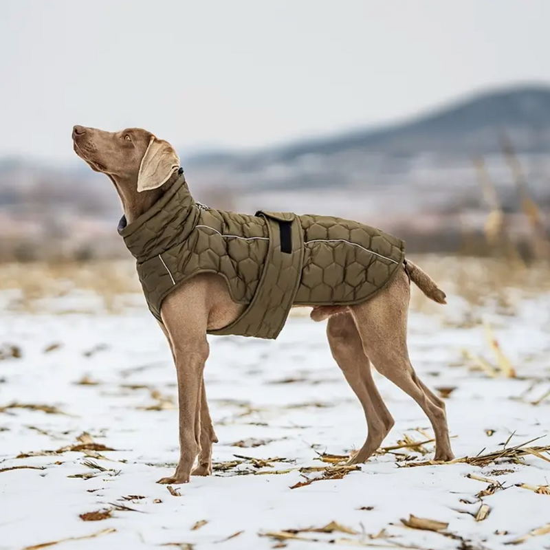 Hundemantel Für Herbst Und Winter Olive XXL