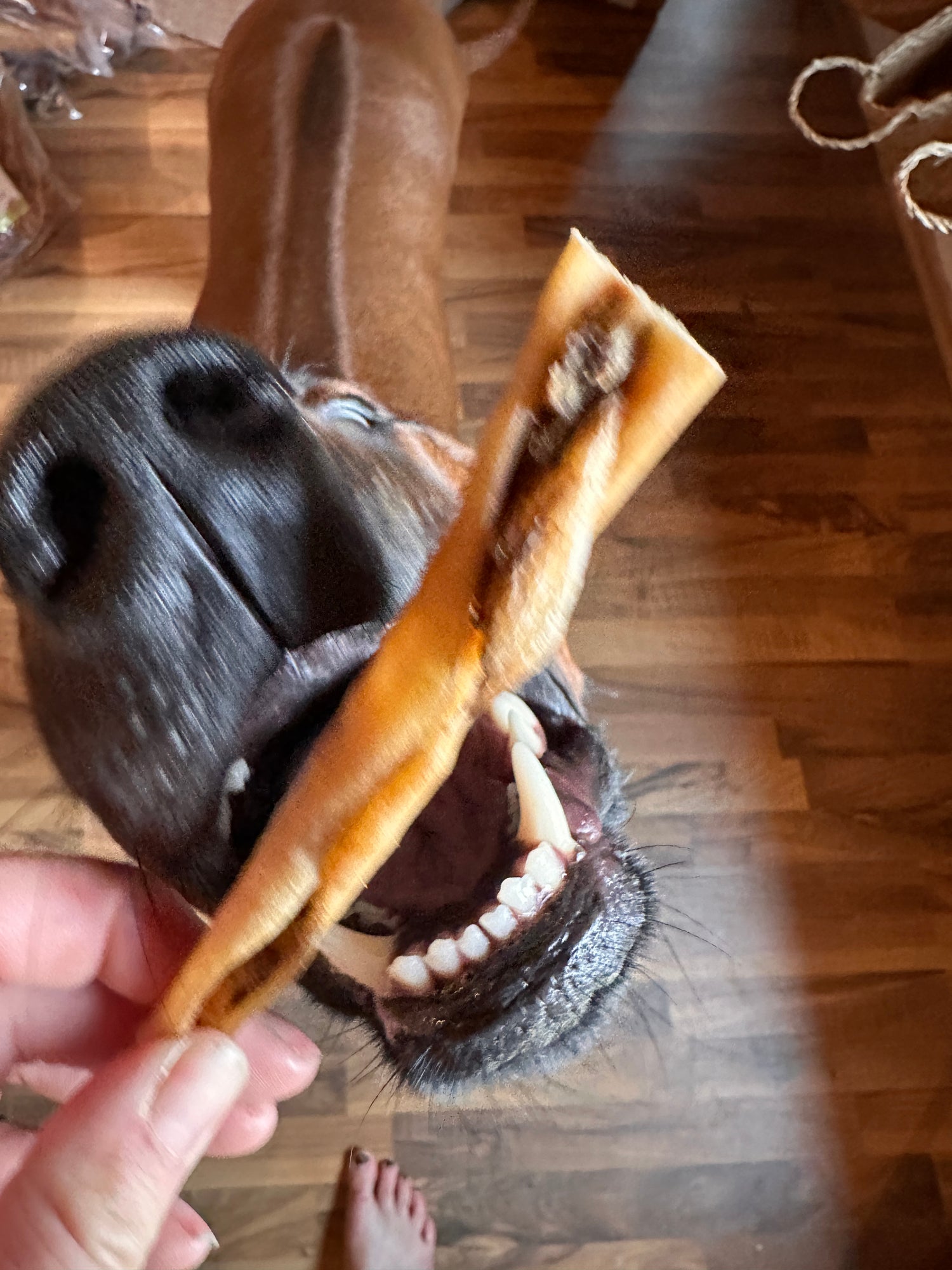 Rinderkopfhaut 15 cm