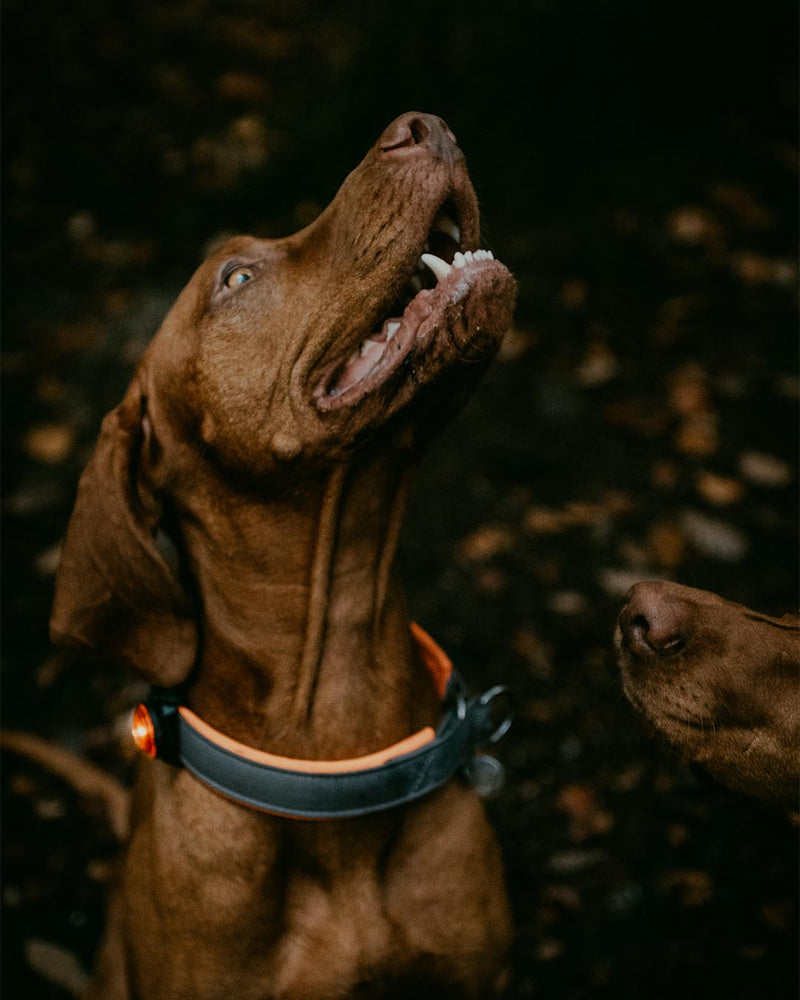 Orbiloc Dog Dual - Safty Light