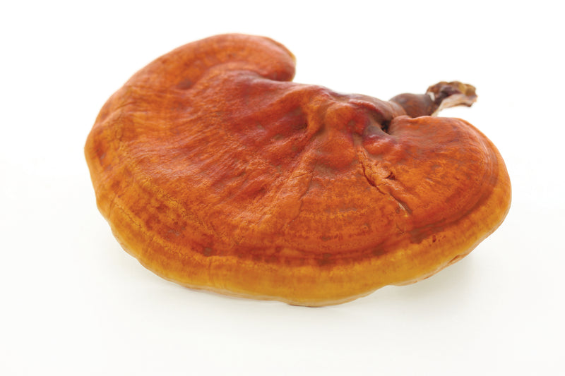 Reishi Extrakt Kapseln