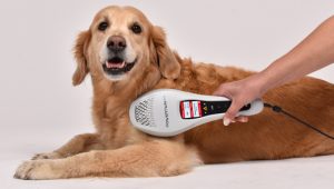 ✨ NEU bei Cryingwolfs Naturpfoten: Lasertherapie für deinen Hund