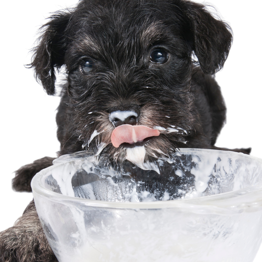 Milchprodukte beim Hund – Laktoseunverträglichkeit und Co...