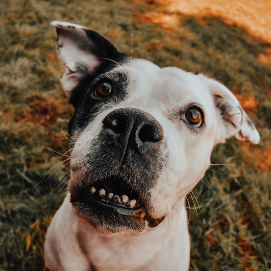 Soll oder muss ich meinen Hund kastrieren?