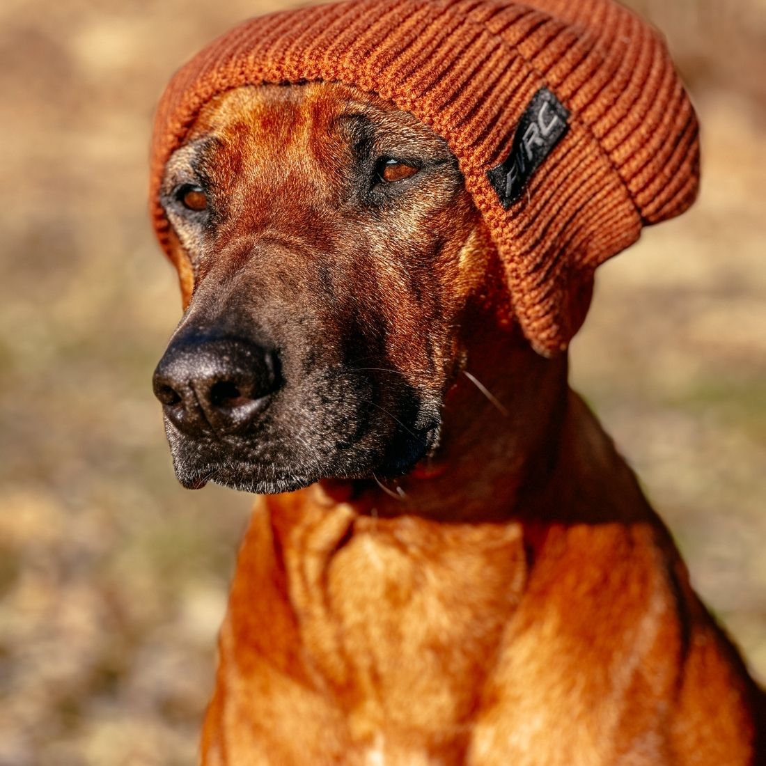 Immunsystem des Hundes im Herbst