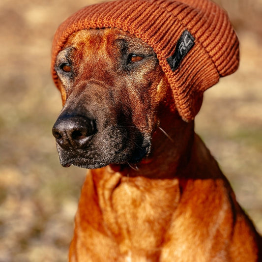 Immunsystem des Hundes im Herbst