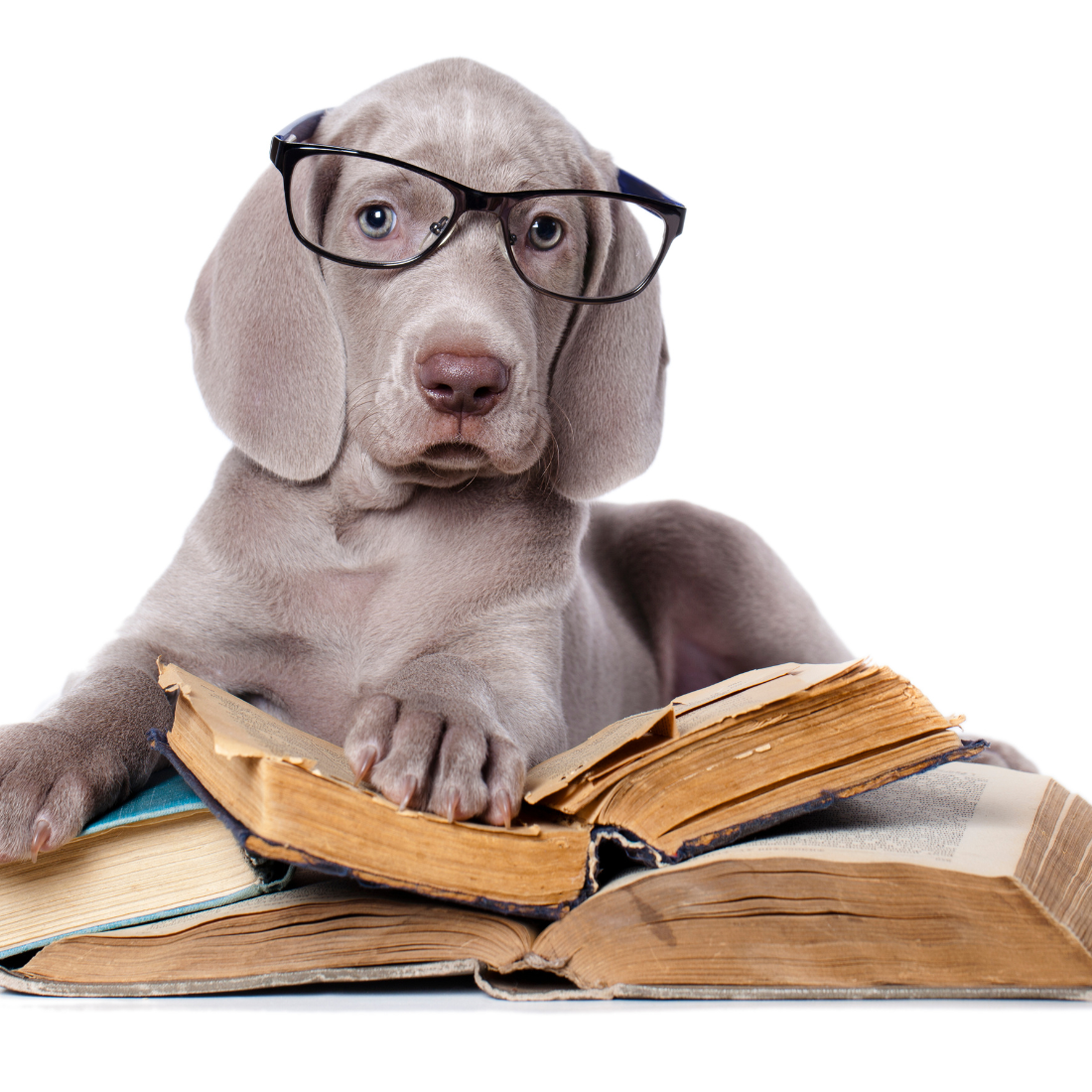 Ratgeber Schnauzen Schlauheiten  & Freebies