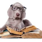 Ratgeber Schnauzen Schlauheiten & Freebies