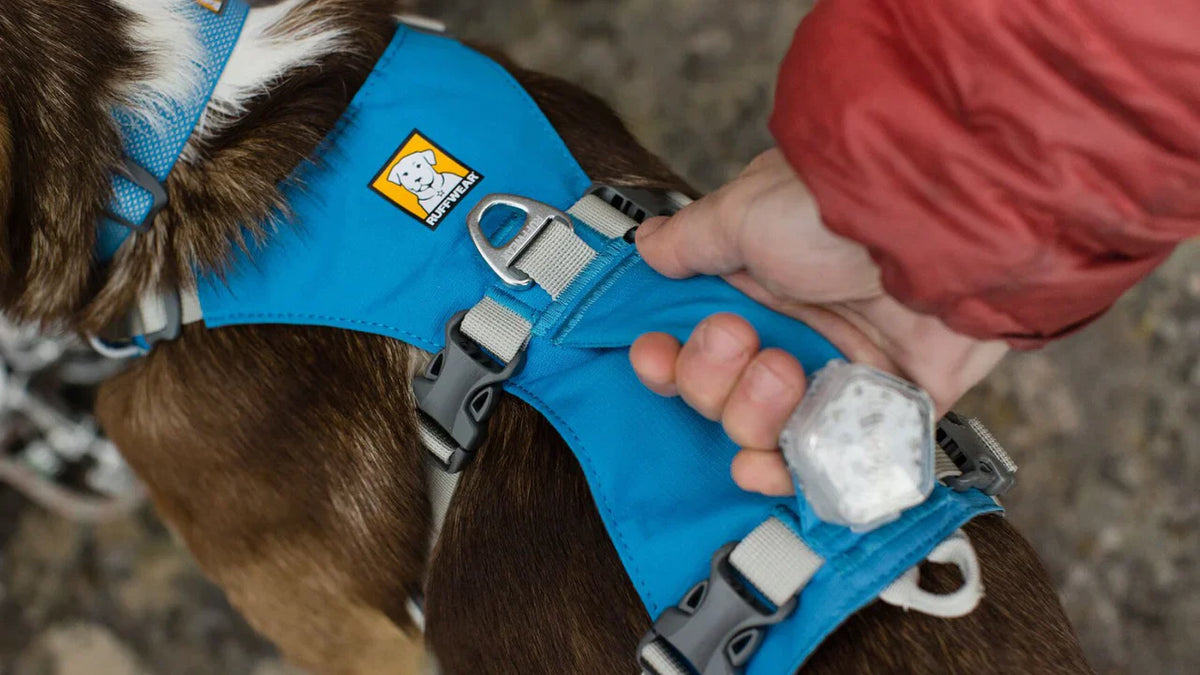 Hundegeschirre