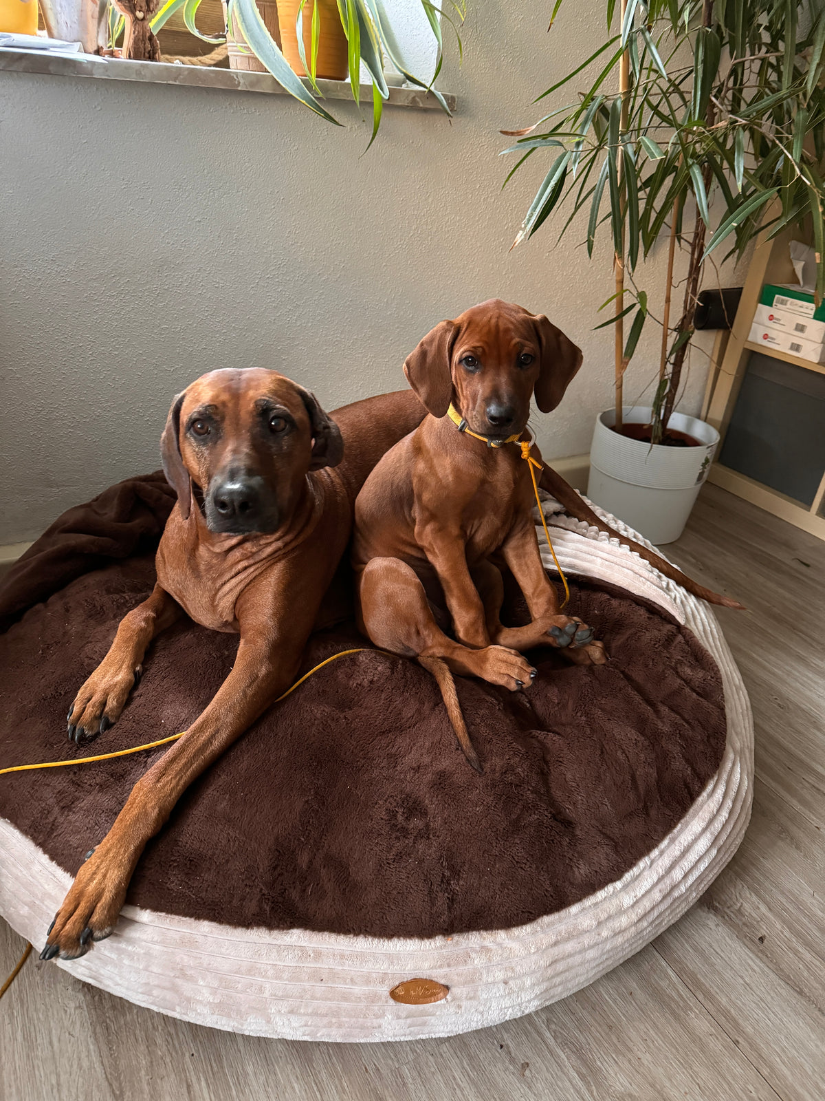 Hundebetten
