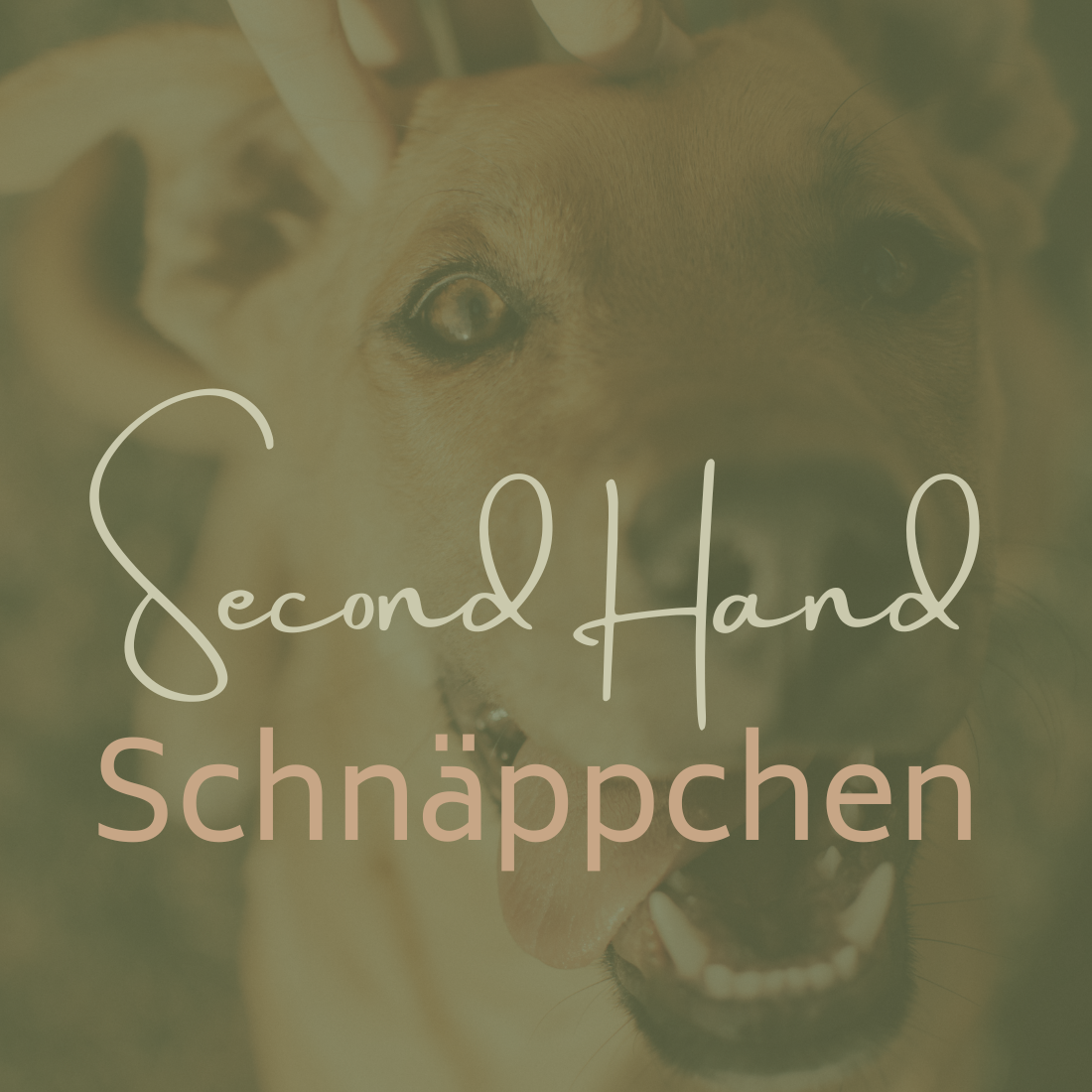 Second Hand für Hunde - Schnäppchen für kleine und große Vierbeiner