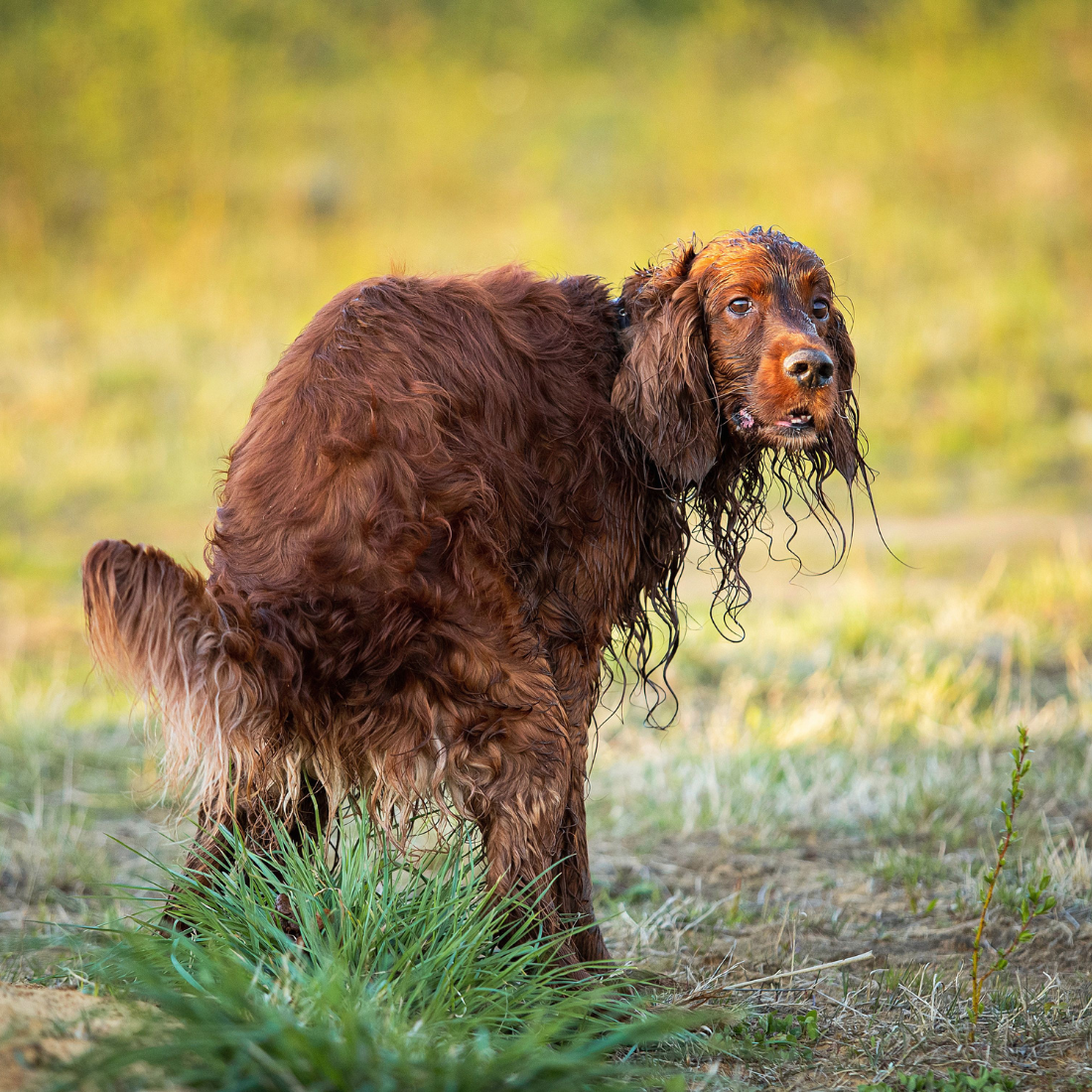 Würmchen & Krabbeltier Prophylaxe