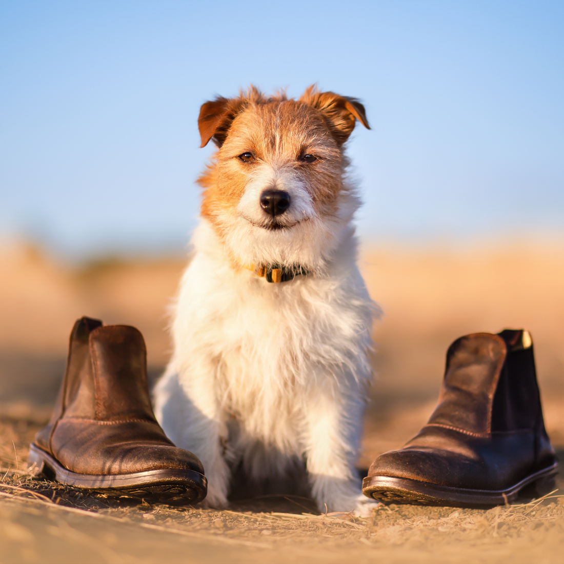 Hundeschuhe