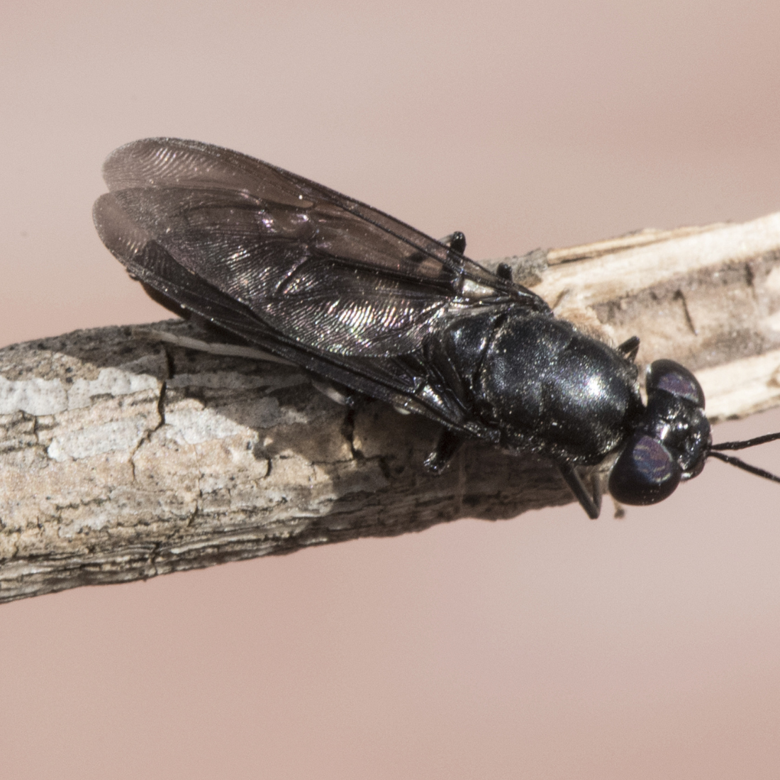 Insektenproteine