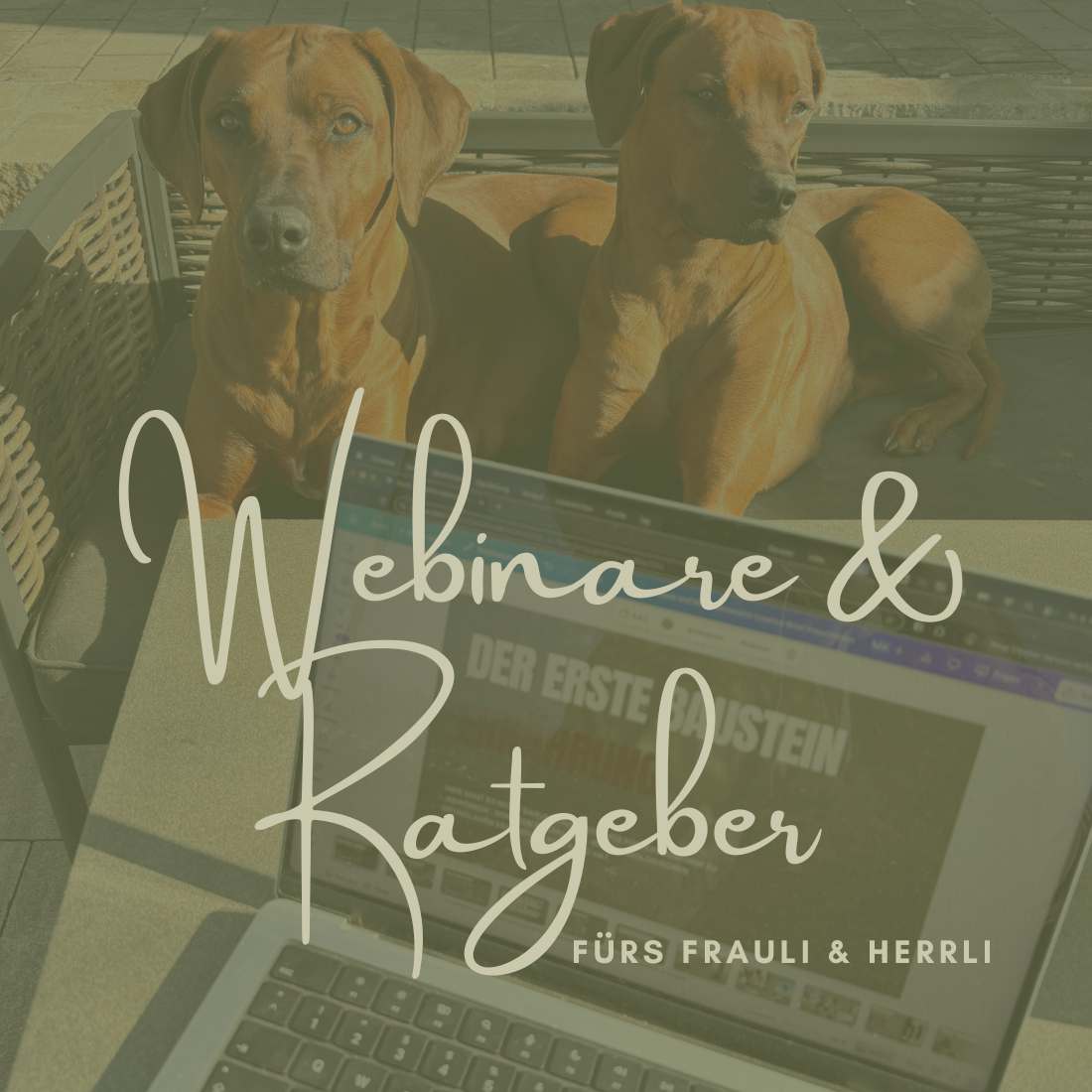 Webinare rund um Hundegesundheit
