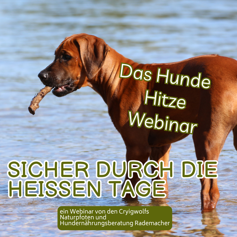 Sicher durch die heißen Tage - das Hunde Hitze Webinar