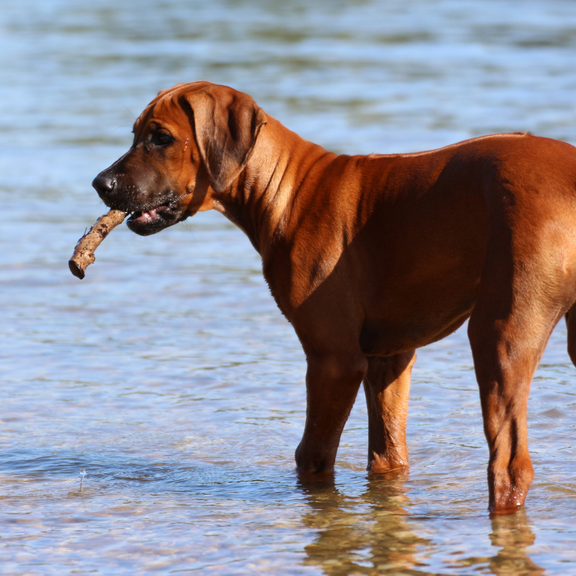 Sicher durch die heißen Tage - das Hunde Hitze Webinar