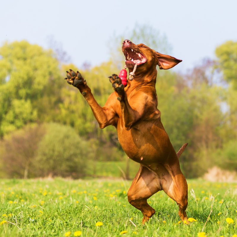 Schleck & Play Bundle