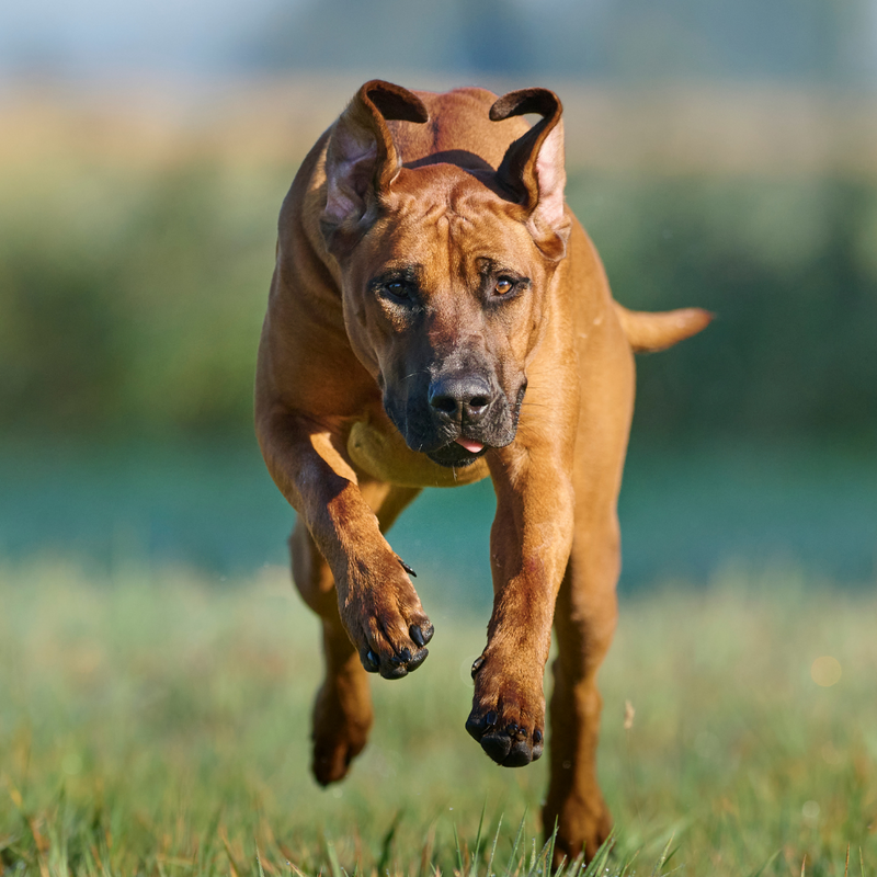 Ernährungsberatung für Hunde mit Gewichtsproblemen