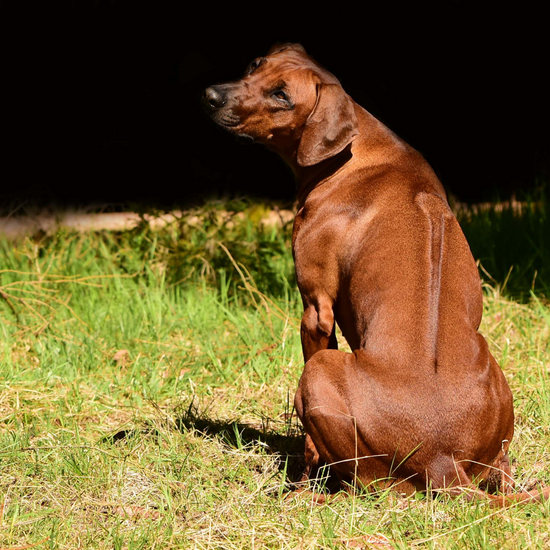 Wenn der Bauch grummelt - Darmtherapieplan