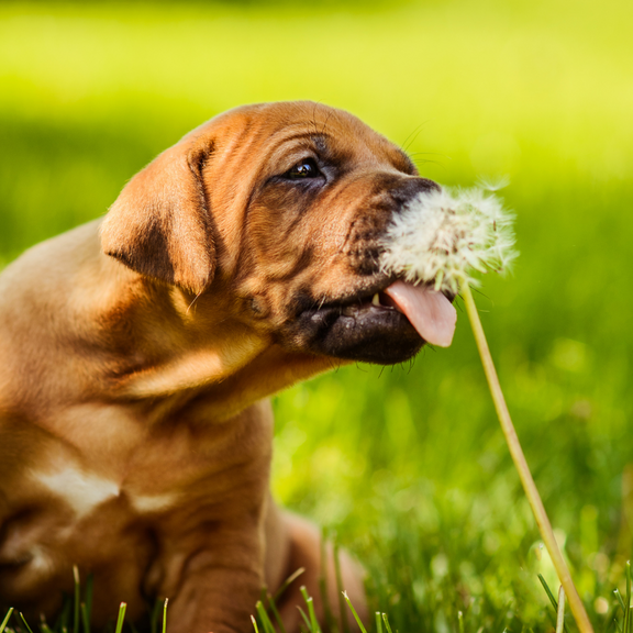 Kräuter für deinen Hund