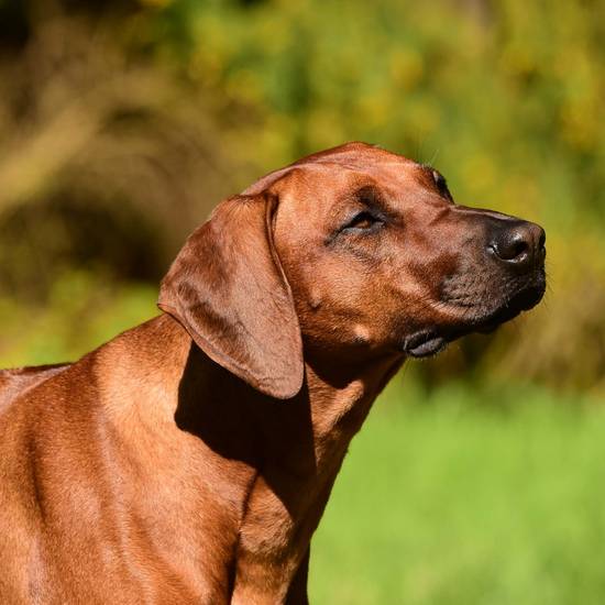 Ernährungsberatung für gesunde und ausgewachsene Hunde