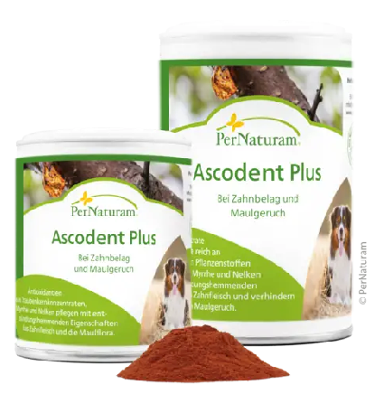 Ascodent Plus