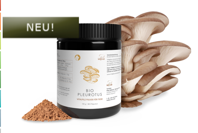Pleurotus Bio Pilzpulver