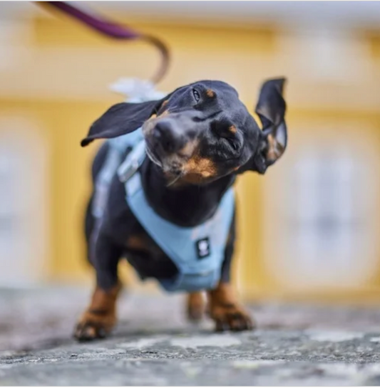 Hurtta Hundegeschirr Seeker Harness