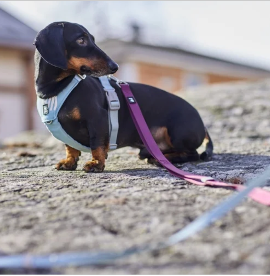 Hurtta Hundegeschirr Seeker Harness