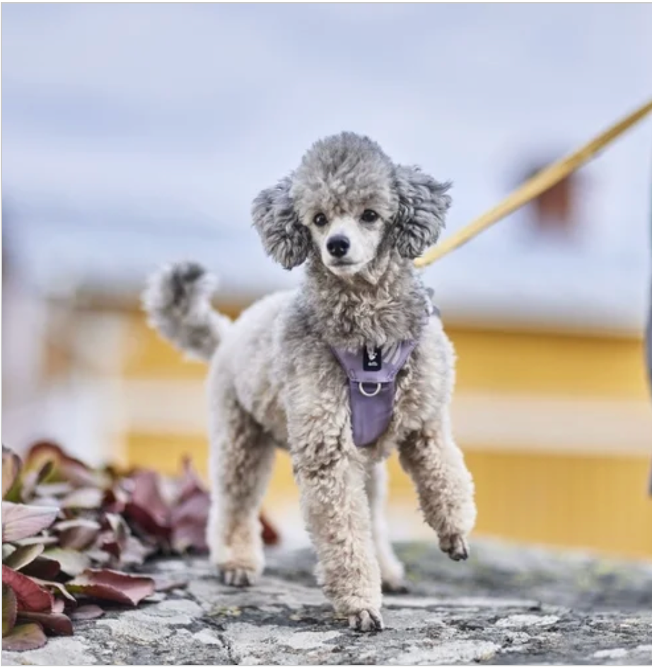 Hurtta Hundegeschirr Seeker Harness