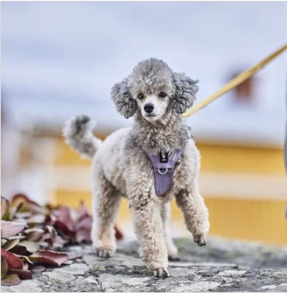 Hurtta Hundegeschirr Seeker Harness