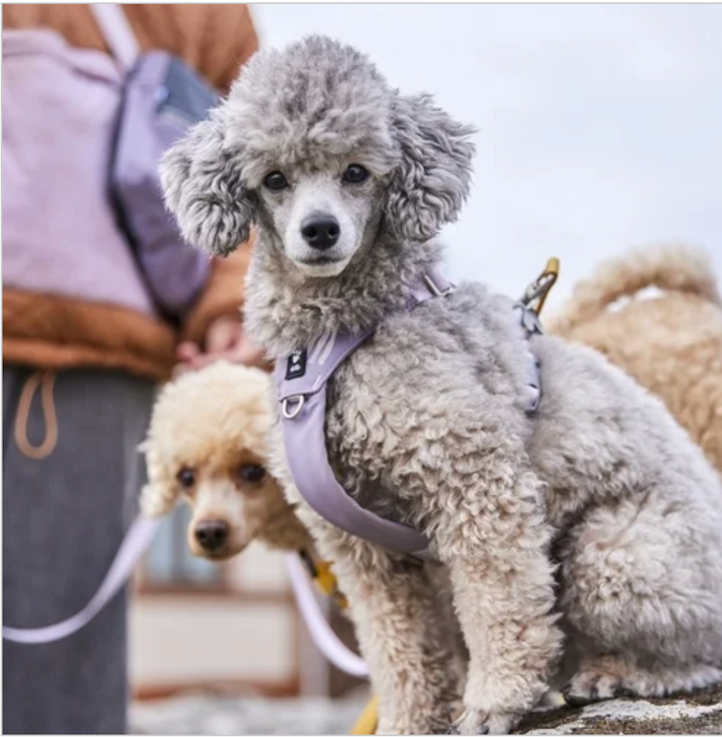 Hurtta Hundegeschirr Seeker Harness