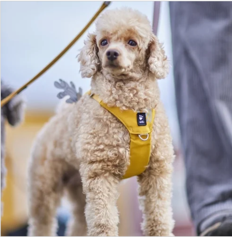Hurtta Hundegeschirr Seeker Harness