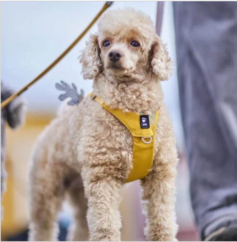Hurtta Hundegeschirr Seeker Harness