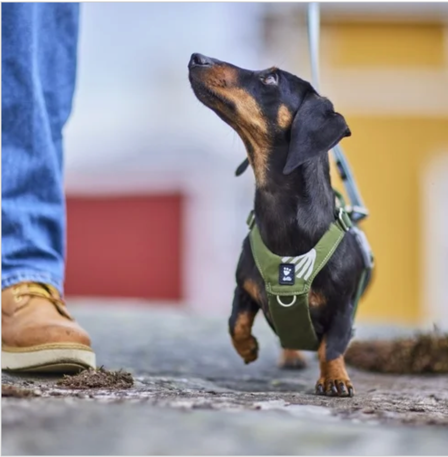 Hurtta Hundegeschirr Seeker Harness