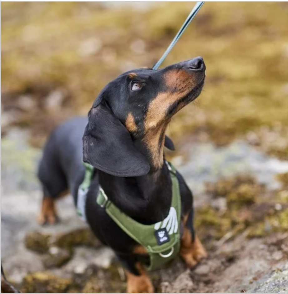Hurtta Hundegeschirr Seeker Harness
