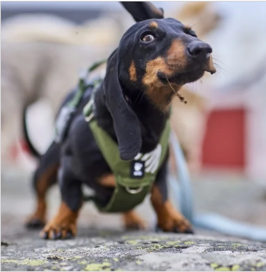 Hurtta Hundegeschirr Seeker Harness
