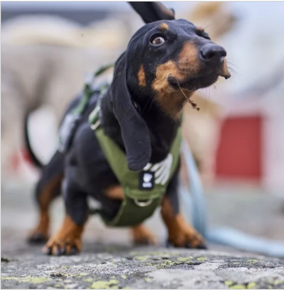 Hurtta Hundegeschirr Seeker Harness