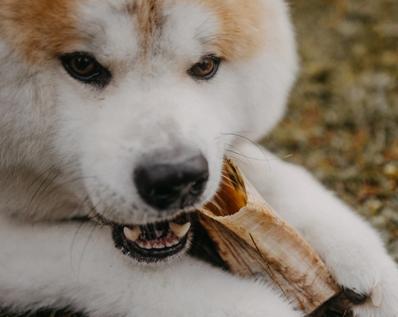 Hundekauhorn vom Schaf