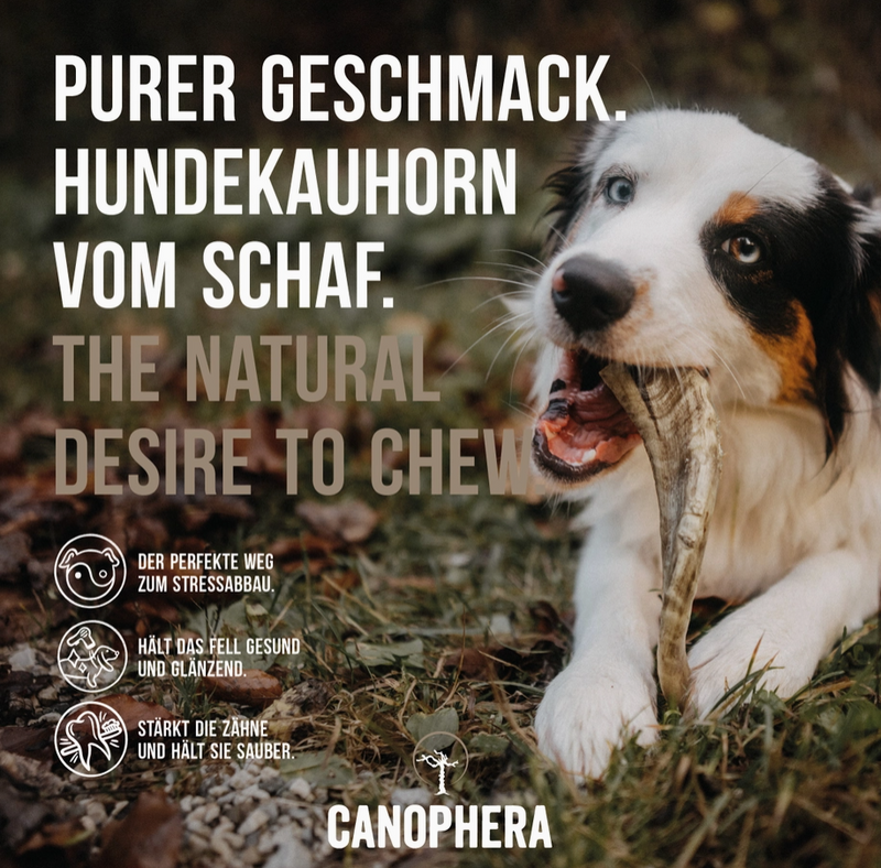 Hundekauhorn vom Schaf