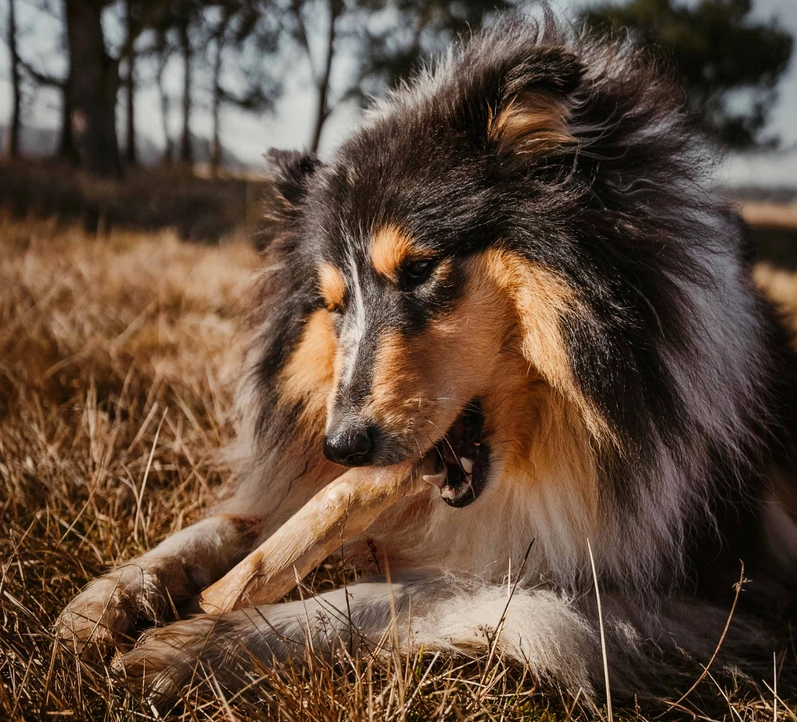 Hundekaustab aus Kaffeeholz