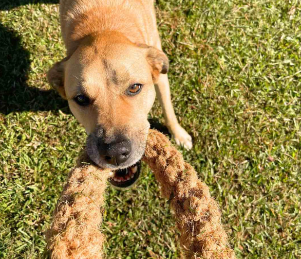 geflochtener CocoRing - Hundekauspielzeug aus Kokosseil