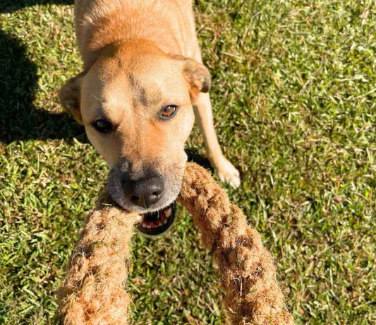 geflochtener CocoRing - Hundekauspielzeug aus Kokosseil
