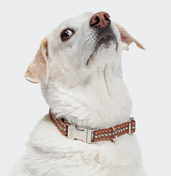 Hundehalsband im Ethno Look