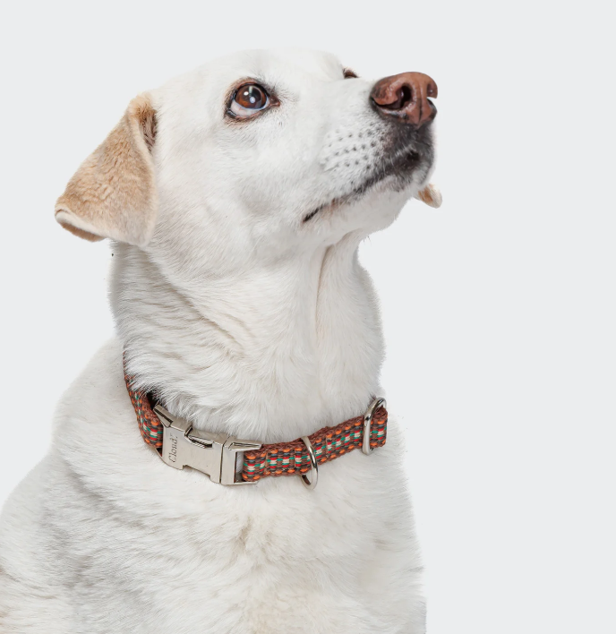 Hundehalsband im Ethno Look