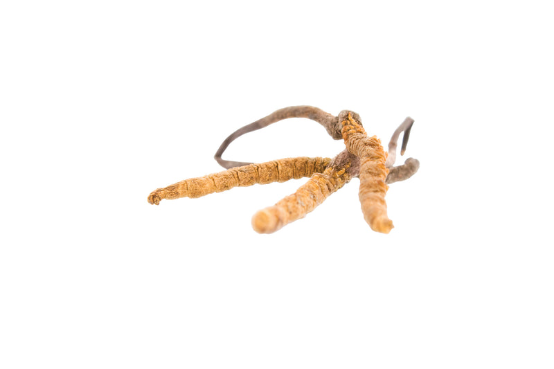 Cordyceps sinensis Pulver