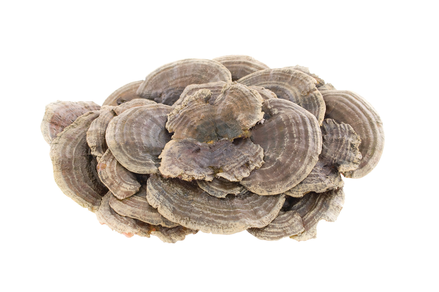 Coriolus Bio Pilzpulver