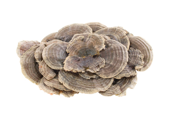 Coriolus Bio Pilzpulver